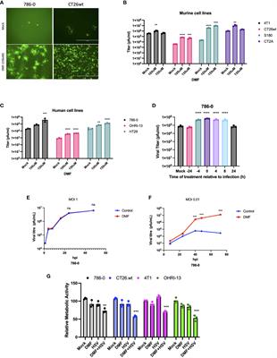 Unlocking the potential of dimethyl fumarate: enhancing oncolytic HSV-1 efficacy for wider cancer applications
